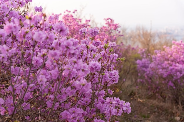 Flores de Rhododendron dauricum nombres populares romero maralnik Rusia Vladivostok isla rusa