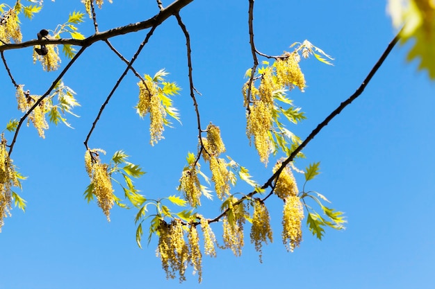 Flores de roble en primavera en un día cálido y soleado