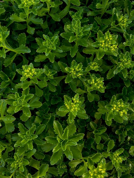 Flores de la rocalla Una planta perenne de la familia Crassulaceae