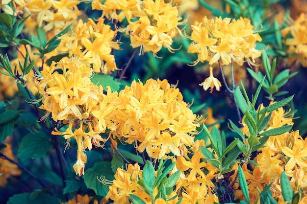 Flores de rododendro amarillo en el jardín