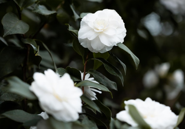 Flores de rododendro blanco en un invernadero