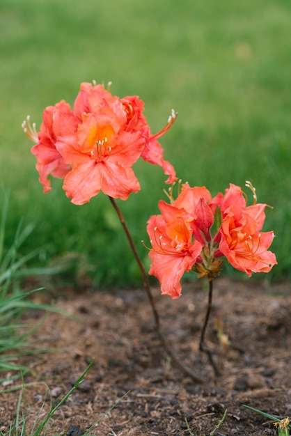 Flores de rododendro de color naranja brillante en primavera Un árbol joven en el jardín
