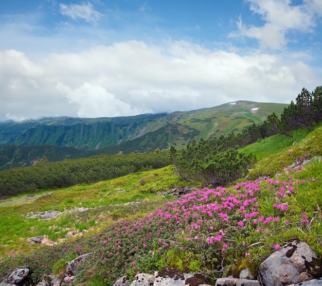 Flores de rododendro en la montaña de verano