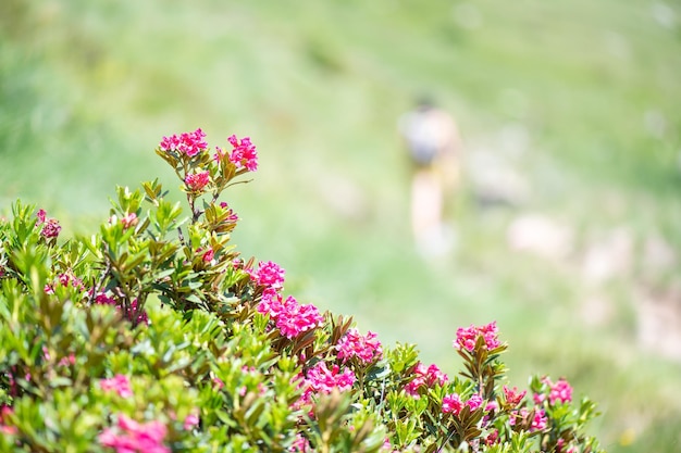 Flores de rododendro en las montañas en senderos de trekking