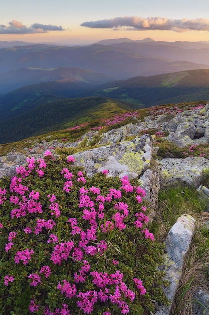 Flores de rododendro en las montañas