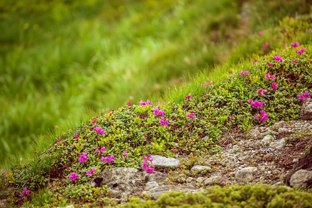 Flores de rododendro en la naturaleza