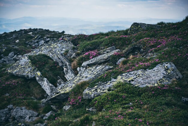 Flores de rododendro en la naturaleza