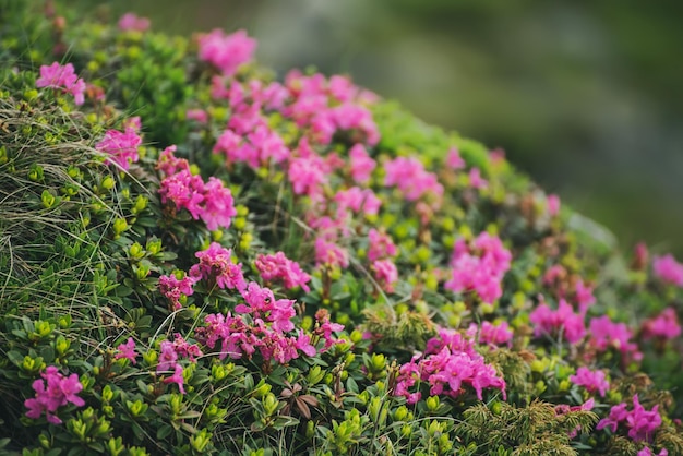 Flores de rododendro en la naturaleza