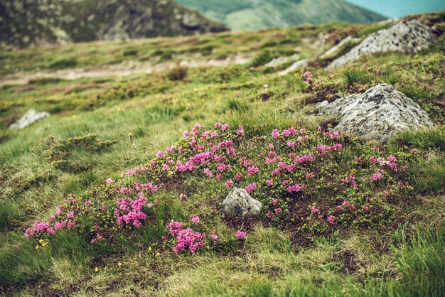 Flores de rododendro en la naturaleza