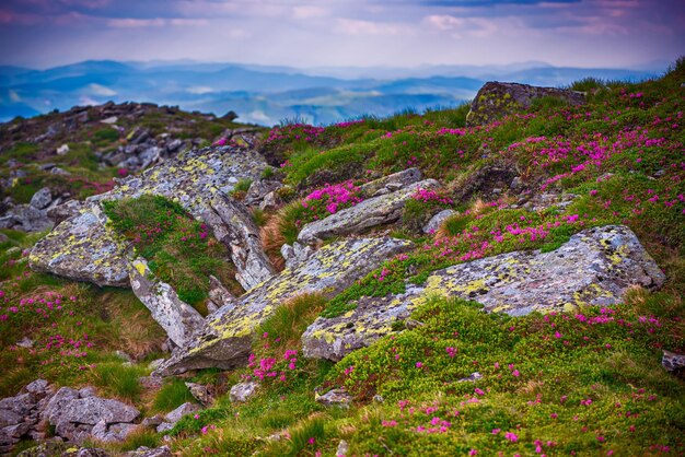 Flores de rododendro en la naturaleza