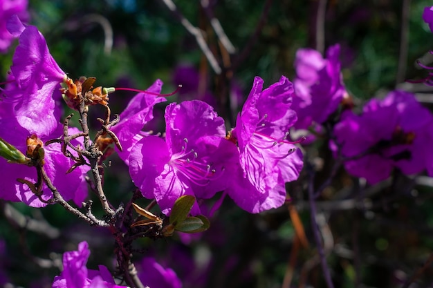 Flores de rododendro rosa al sol