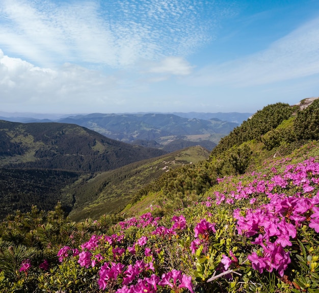 Flores de rododendro de rosa en la ladera de la montaña en verano