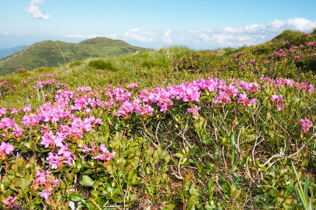 Flores de rododendro rosa en la ladera de la montaña de verano