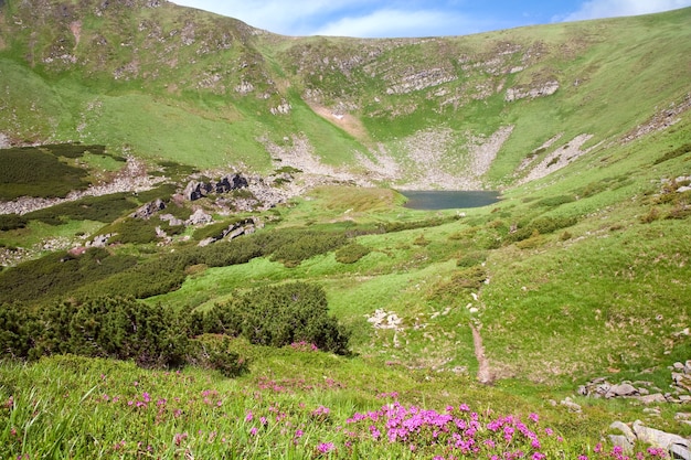Foto flores de rododendro rosa y lago alpino brebeneckul en barranco de montaña de verano (ucrania, montañas de los cárpatos)