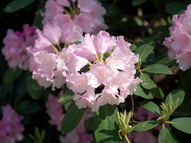 Flores de rododendro rosa en primer plano de luz brillante