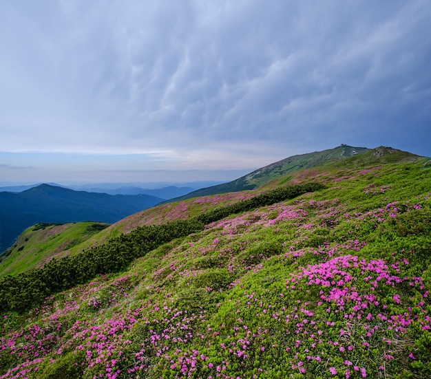 Flores de rododendro rosa rosa en la ladera de la montaña de verano