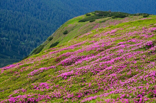 Flores de rododendro rosa rosa en la ladera de la montaña de verano