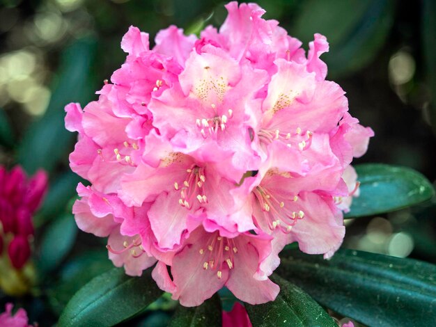 Flores de rododendro rosa