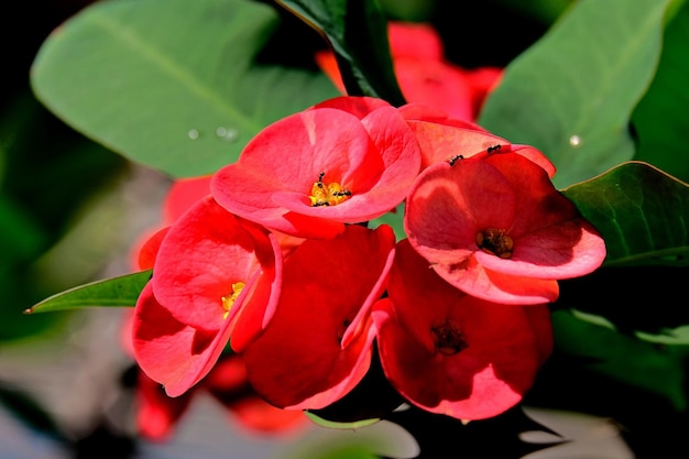 Foto flores rojas con abejas en ellas