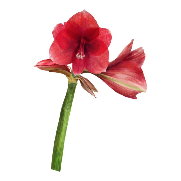 Flores rojas de amaryllis tallos y brotes planta de hippeastrum ilustraciones de acuarela dibujadas a mano para su