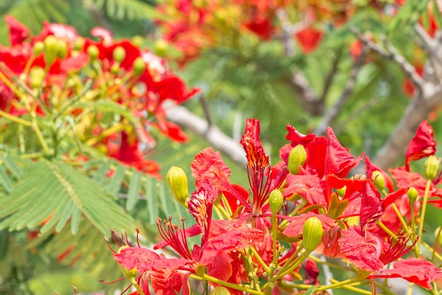 Foto flores rojas y anaranjadas, delonix regia en el árbol.