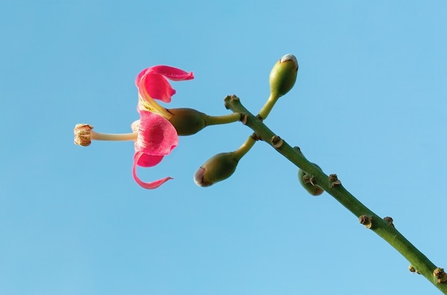 Flores rojas en un árbol contra un cielo azul, primer plano