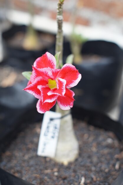 Las flores rojas y blancas de la planta adenium