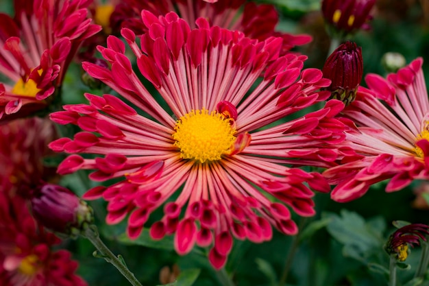 Flores rojas brillantes en el jardín