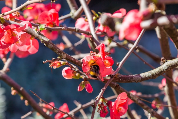 Flores rojas brillantes en planta de rama