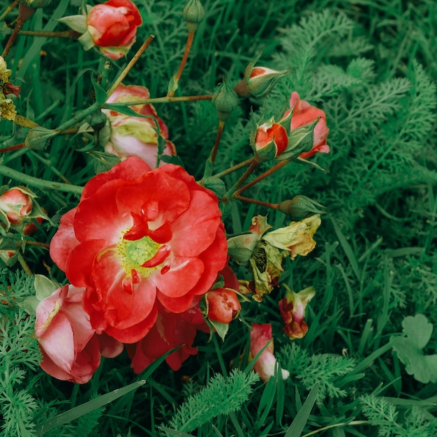 Flores rojas en la calle. Arte conceptual de amante de las plantas