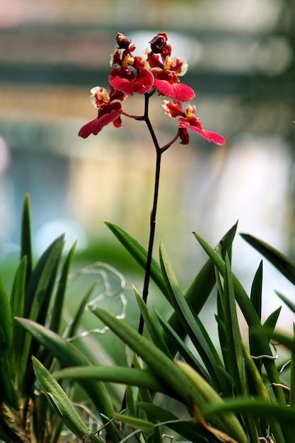 Flores rojas en la casa verde