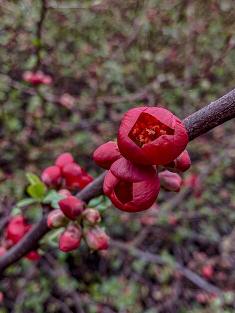 Las flores rojas de Chaenomeles japonica en primavera