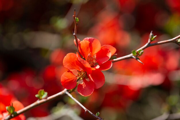 Flores rojas de Chaenomeles x superba Granada en una rama en el jardín enfoque selectivo hermoso fondo de primavera y verano con flores rojas