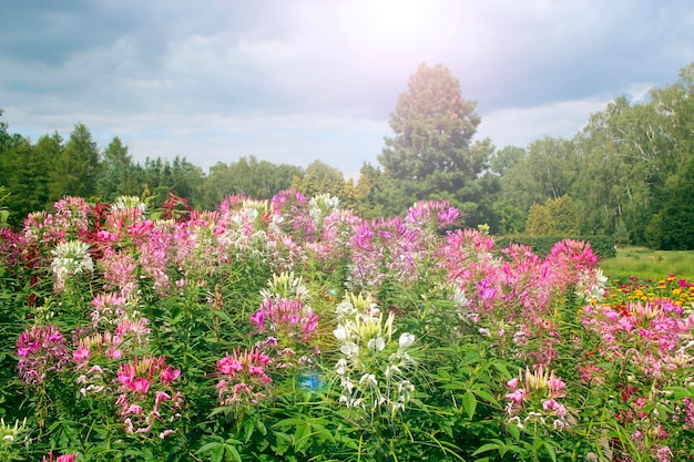 Foto flores rojas de cleome plantas de jardín flores rosadas y blancas de cleome en flor