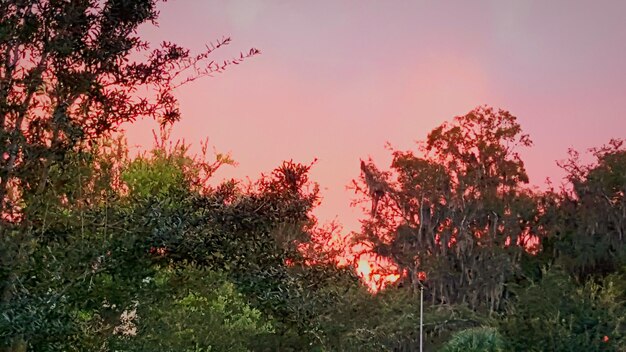 Flores rojas creciendo en el árbol