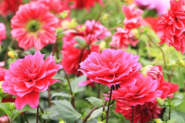 flores rojas de la dalia que florecen en el jardín