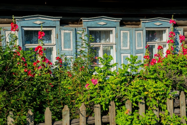 Flores rojas delante de las ventanas de una casa de madera vieja.