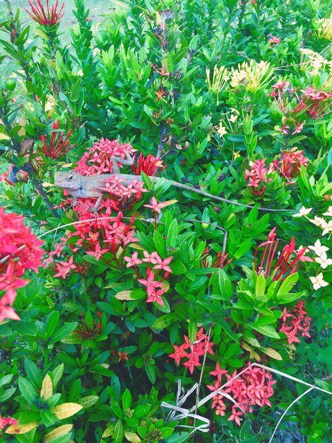 Foto flores rojas floreciendo al aire libre