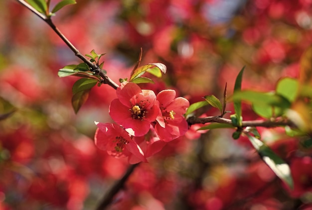 Flores rojas del floreciente árbol de sakura en el enfoque selectivo de primavera