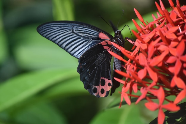 Flores rojas florecientes con una mariposa cola de golondrina escarlata de cerca