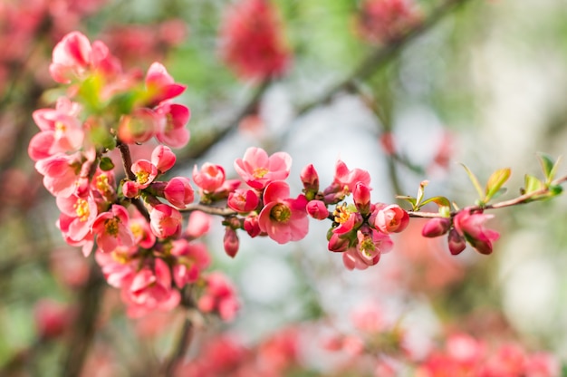 Flores rojas florecieron en una rama en primavera.