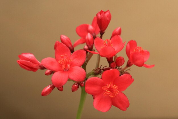 Foto flores rojas en fondo marrón