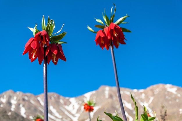 Flores rojas frente a una montaña.