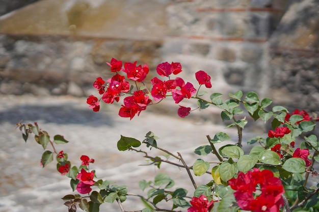 Flores rojas frente a un muro de piedra