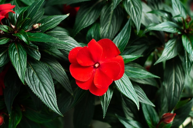 Flores rojas y hojas verdes