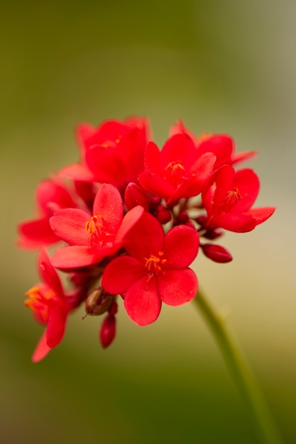 Flores rojas en el jardín al aire libre