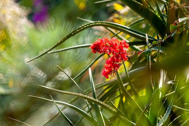 Flores rojas en el jardín Majorelle en Marrakech Marruecos