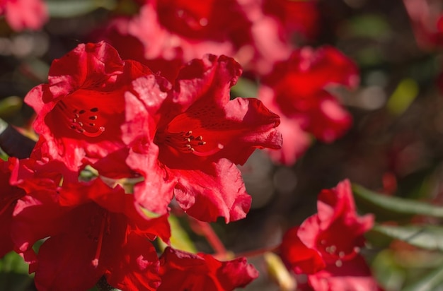 flores rojas en el jardín