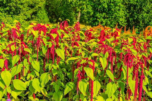 flores rojas en el jardín