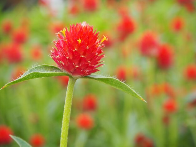 flores rojas en el jardín